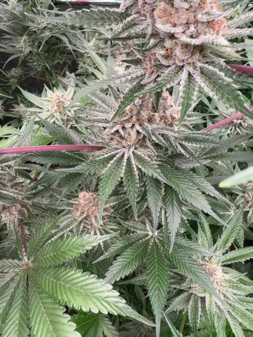 Strain of the year 24