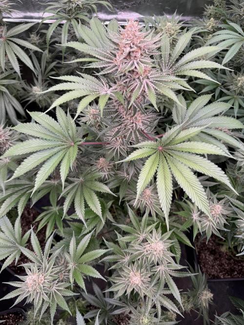 Strain of the year 24. Week 12