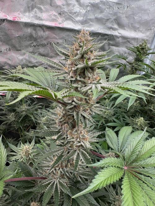 Strain of the year 24. Week 12