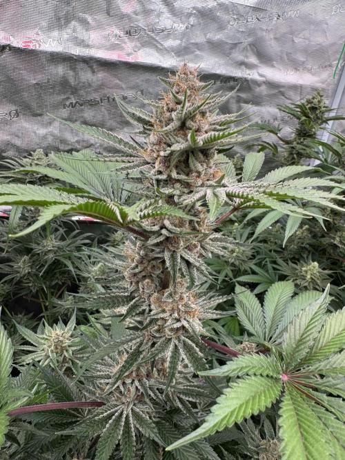 Strain of the year 24. Week 12
