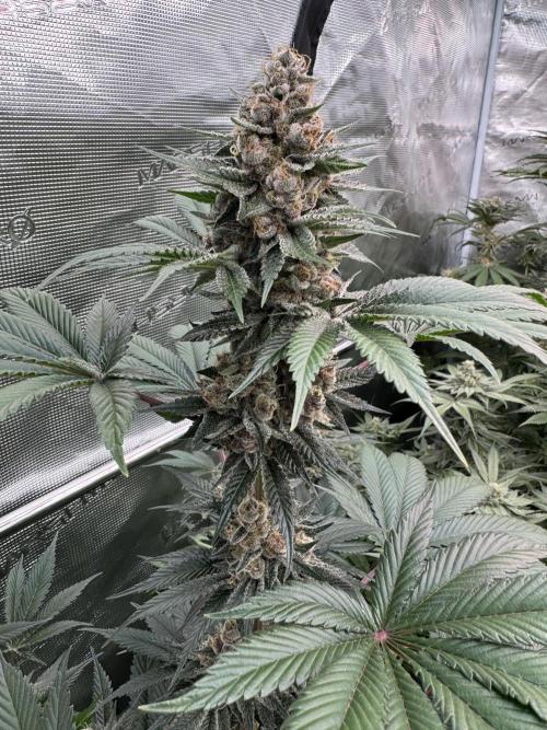 Strain of the year 24. Week 12