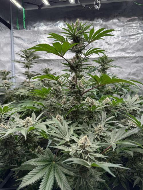 Strain of the year 24. Week 12