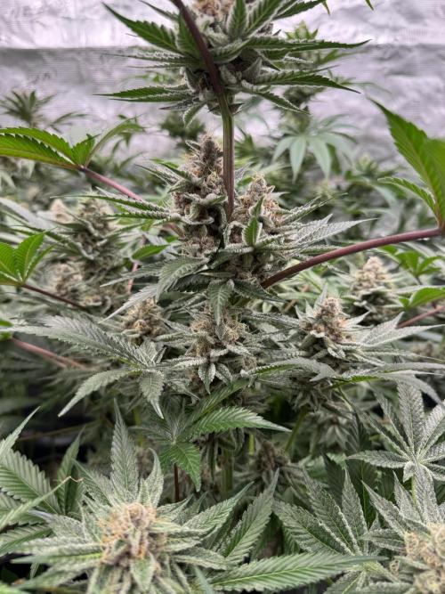 Strain of the year 24. Week 12