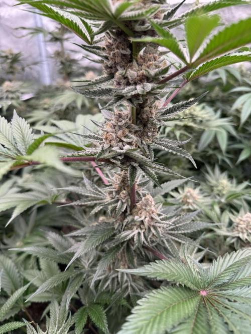 Strain of the year 24. Week 12