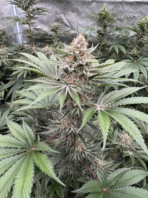 Strain of the year 24. Week 12