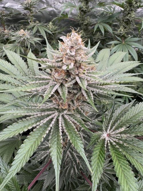 Strain of the year 24. Week 12