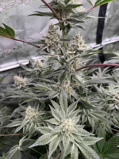 Strain of the year 24. Week 12