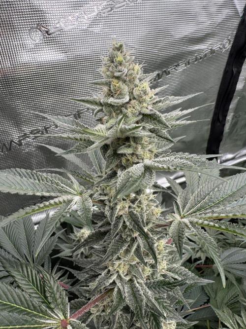 Strain of the year 24. Week 12
