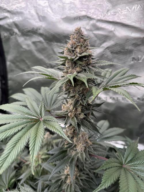 Strain of the year 24. Week 12