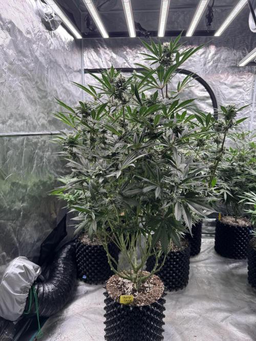 Fav dessert 🍎. Week 12