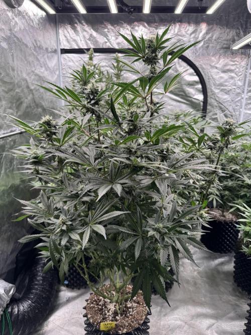 Fav dessert 🍎. Week 12