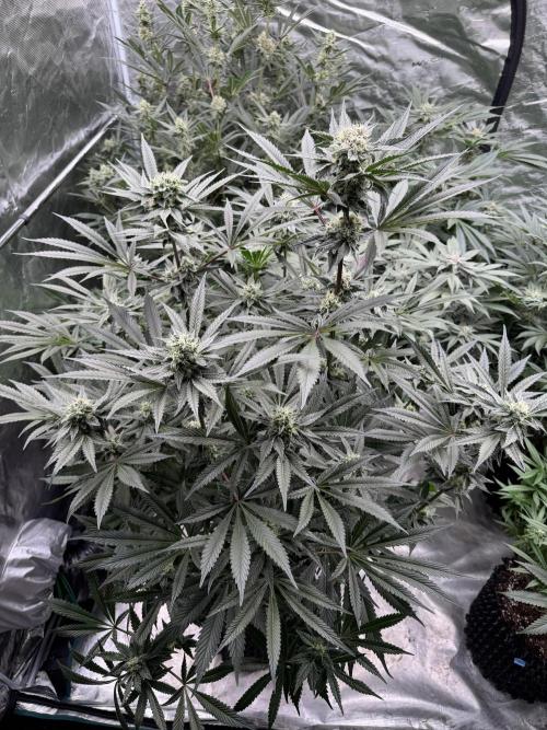 Fav dessert 🍎. Week 12