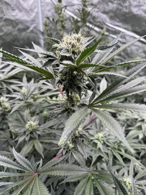 Fav dessert 🍎. Week 12