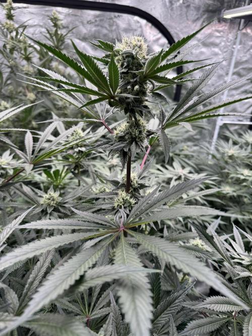 Fav dessert 🍎. Week 12