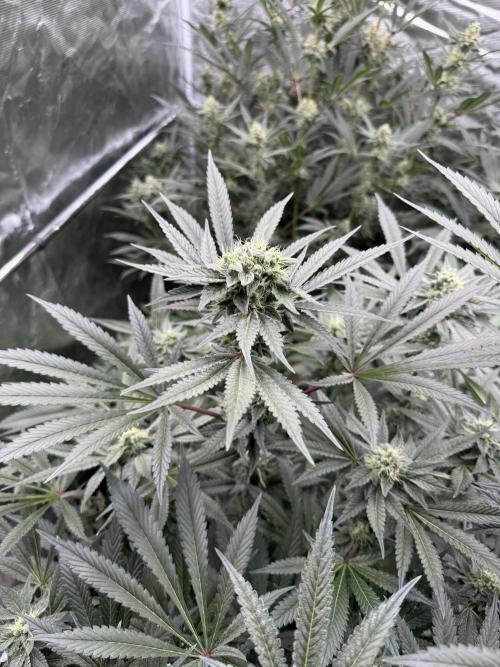 Fav dessert 🍎. Week 12