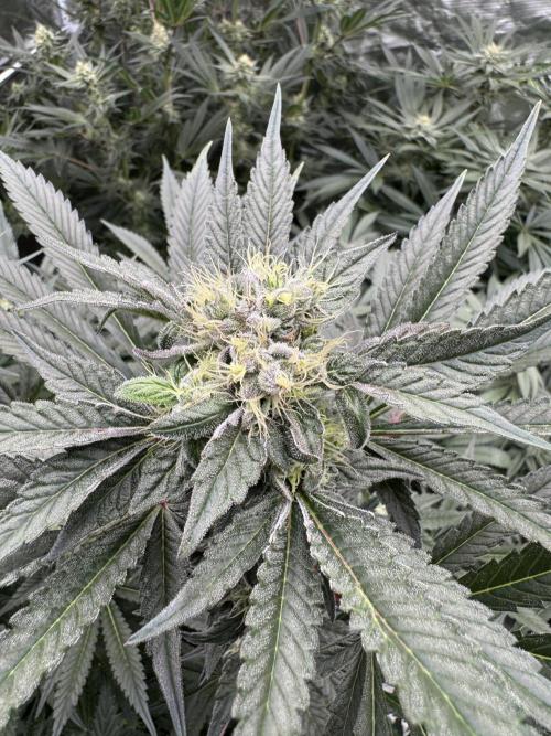 Fav dessert 🍎. Week 12