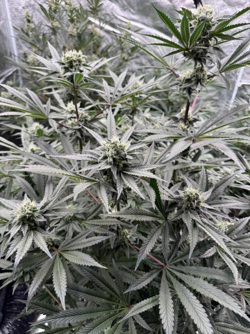 Fav dessert 🍎. Week 12