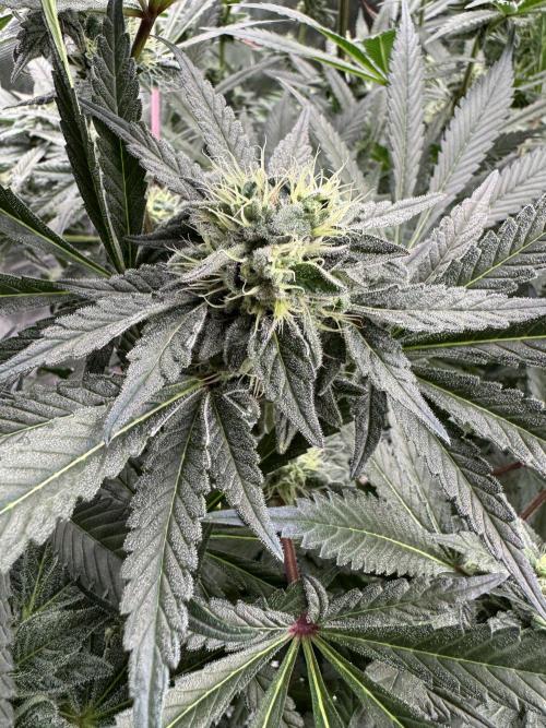 Fav dessert 🍎. Week 12