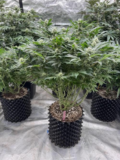 Strain of the Year 23. Week 12