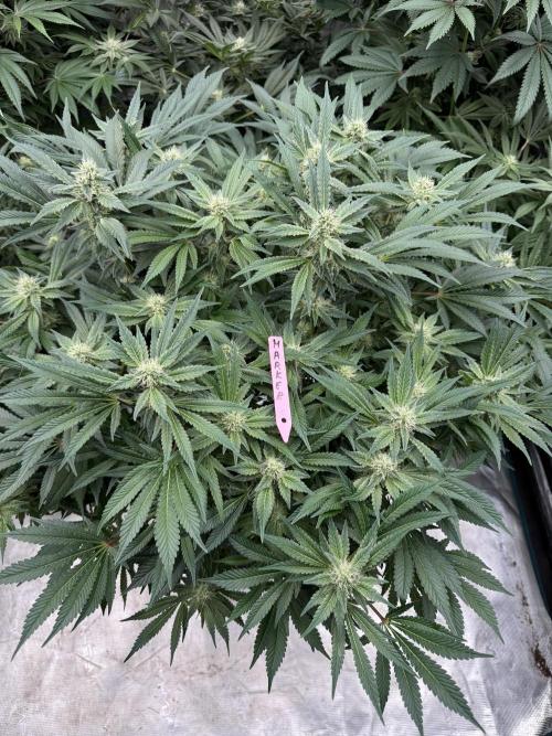 Strain of the Year 23. Week 12