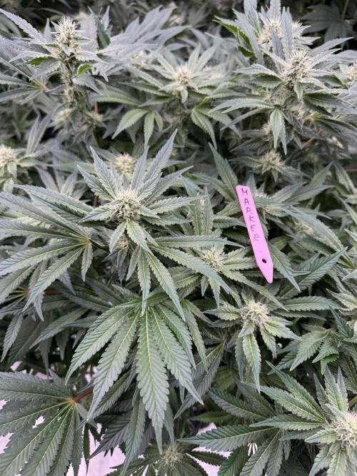 Strain of the Year 23. Week 12