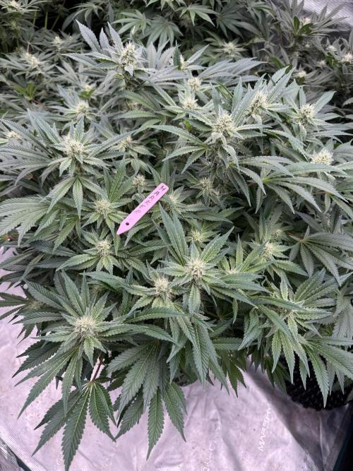 Strain of the Year 23. Week 12