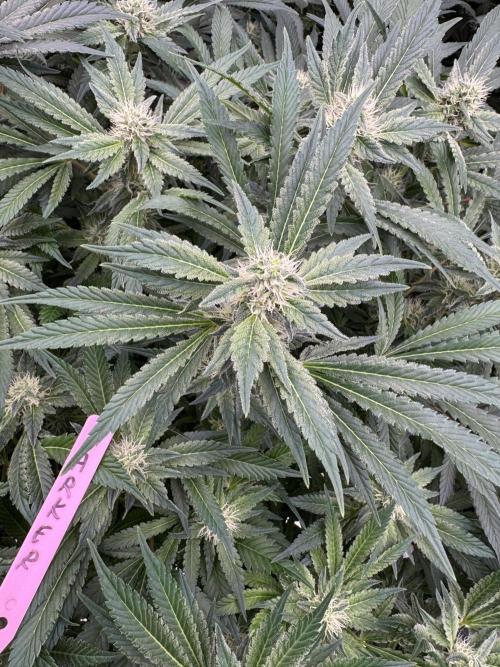 Strain of the Year 23. Week 12