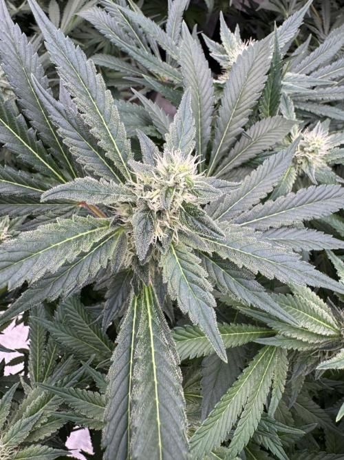 Strain of the Year 23. Week 12