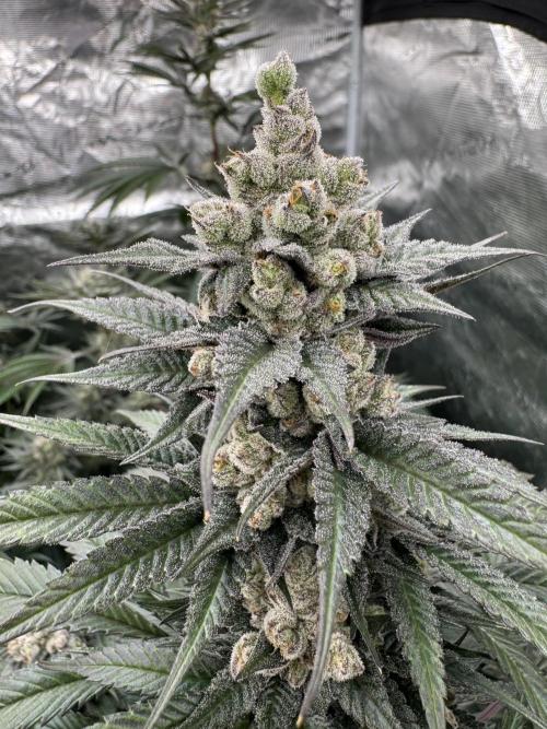 Fullgas!⛽️. Week 12