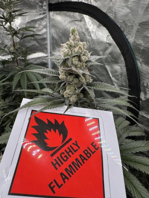 Fullgas!⛽️. Week 12