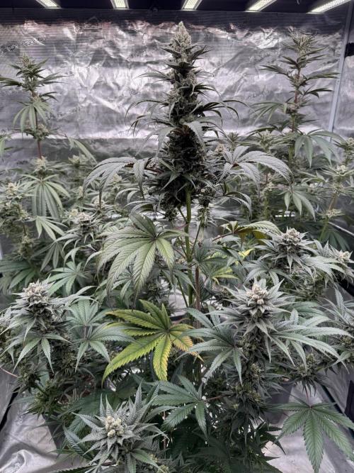 Fullgas!⛽️. Week 12