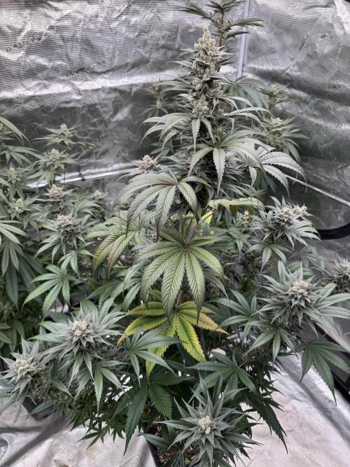 Fullgas!⛽️. Week 12