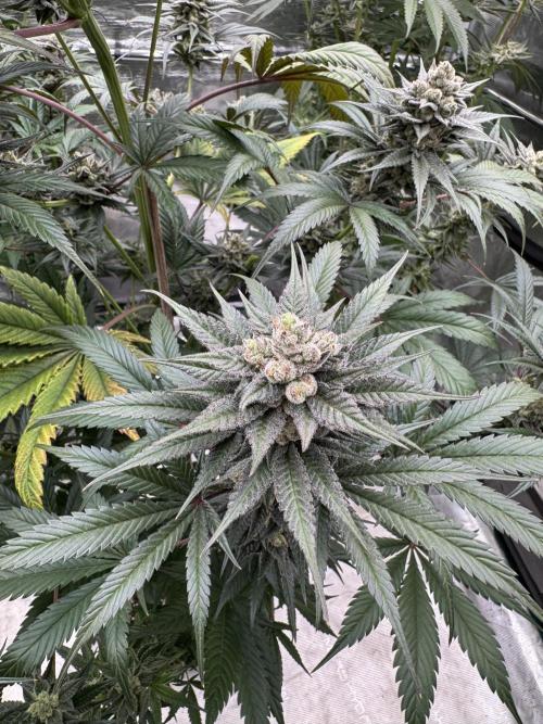 Fullgas!⛽️. Week 12