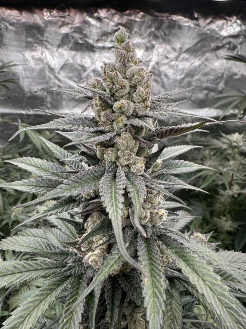 Fullgas!⛽️. Week 12