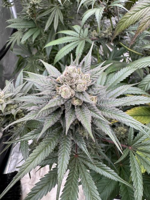 Fullgas!⛽️. Week 12