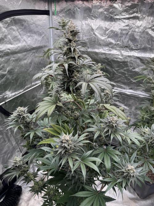 Fullgas!⛽️. Week 12