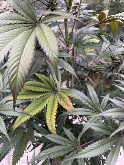 Fullgas!⛽️. Week 12