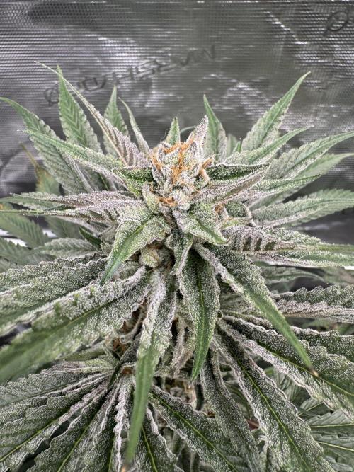 Kill Bill.. Week 12