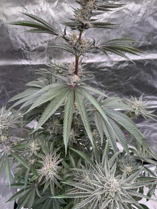 Kill Bill.. Week 12