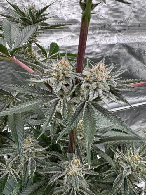 Kill Bill.. Week 12