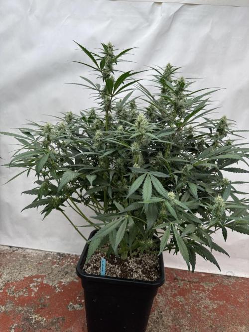 Getting ☃️ with the boys. Week 7