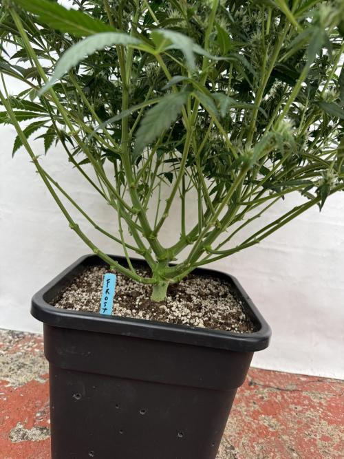 Getting ☃️ with the boys. Week 7