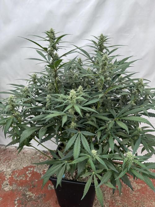 Getting ☃️ with the boys. Week 7