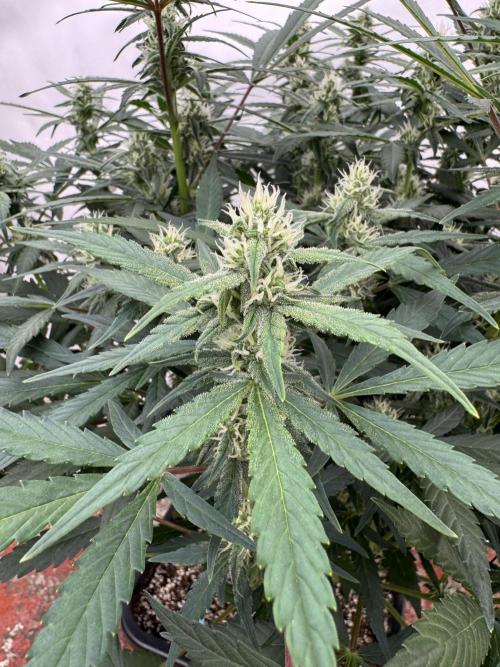 Getting ☃️ with the boys. Week 7