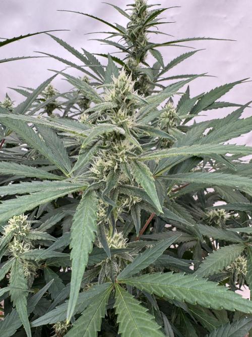 Getting ☃️ with the boys. Week 7