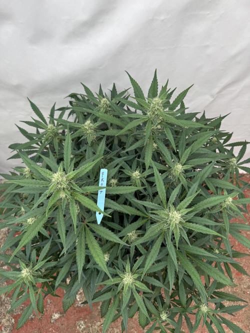 Getting ☃️ with the boys. Week 7