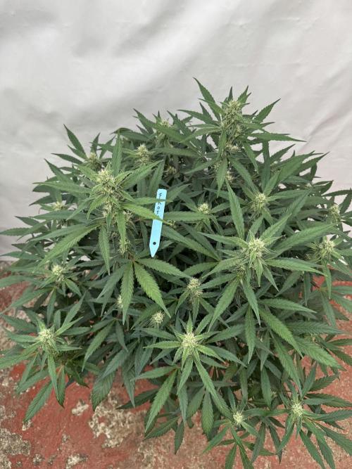 Getting ☃️ with the boys. Week 7