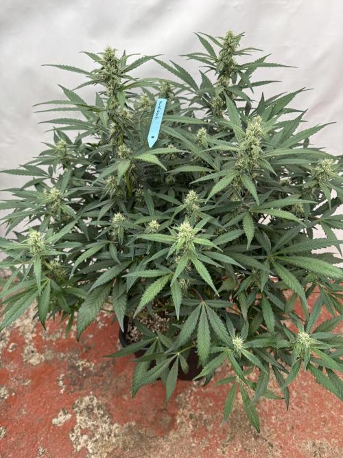 Getting ☃️ with the boys. Week 7