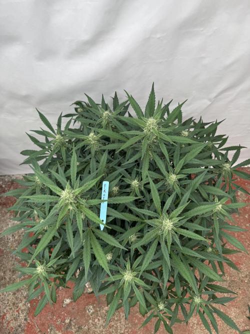 Getting ☃️ with the boys. Week 7