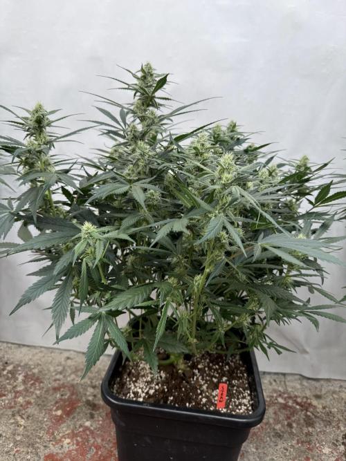 Strawberry Jungle. Week 7